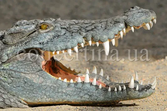 25 years of the Caiman Production Group